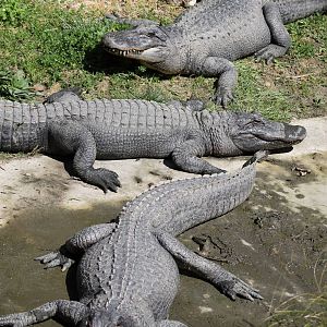 American alligators (Alligator mississippiensis)