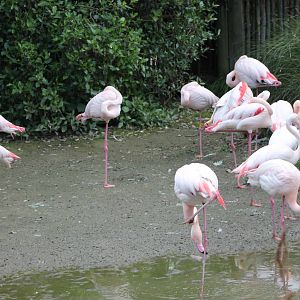 greater flamingoes (Phoenicopterus roseus)