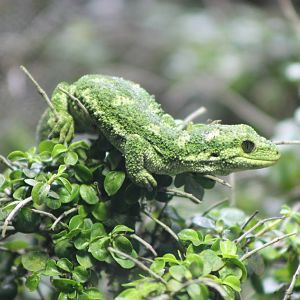 rough gecko (Naultinus rudis)