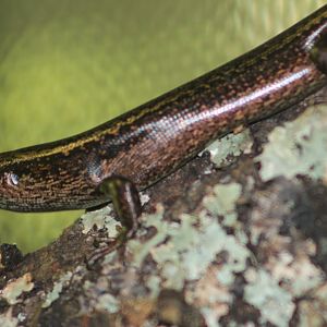 Falla's skink (Oligosoma fallai)