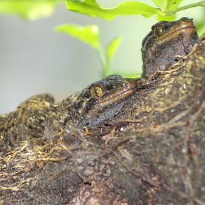 Duvaucel's gecko (Hoplodactylus duvaucelli)