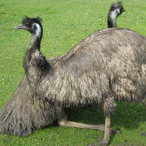 a pushmi-pullyu emu