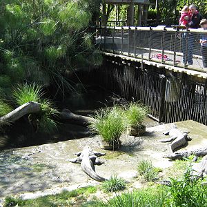 American alligators (Alligator mississippiensis)