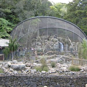 view of the High Country aviary in Te Wao Nui