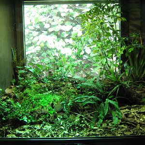 reptile tank at Te Wao Nui