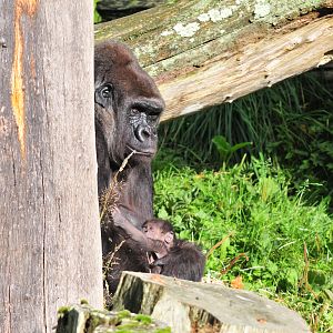 Baby Western lowland gorilla born 27/09/2012!