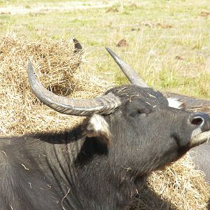 2010 - Water Buffalo