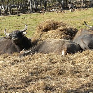 2010 - Water Buffalo