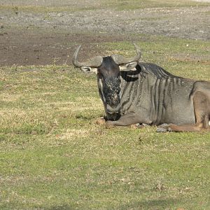 2010 - White-Bearded Wildebeest