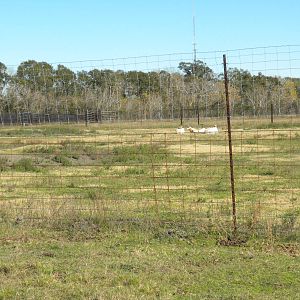 2010 - Scimitar-Horned oryx