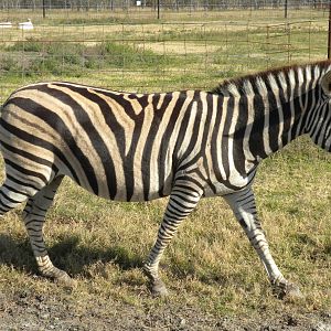 2010 - Chapman's Zebra
