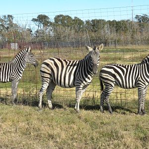 2010 - Chapman's Zebras