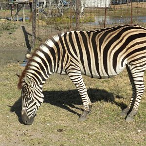 2010 - Chapman's Zebras