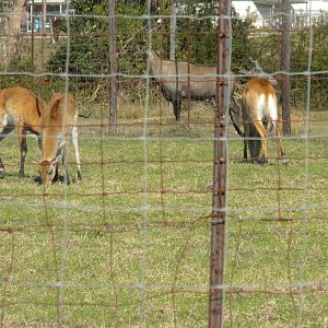 2010 - Red Lechwe and Nilgai