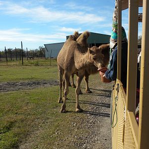 2010 - Dromedary and Bactrian Camels