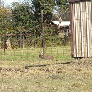 2010 - Hog Deer