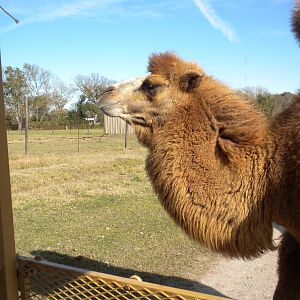 2010 - Bactrian Camel