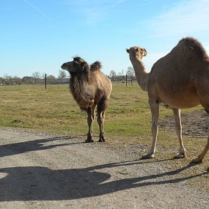 2010 - Dromedary and Bactrian Camels