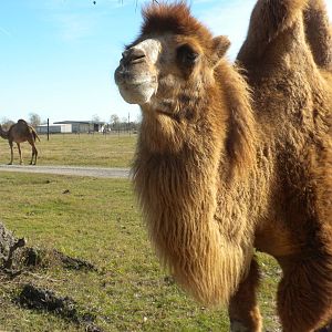 2010 - Bactrian Camel