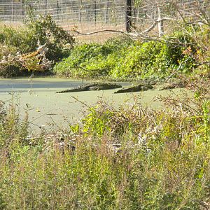 2010 - American Alligator