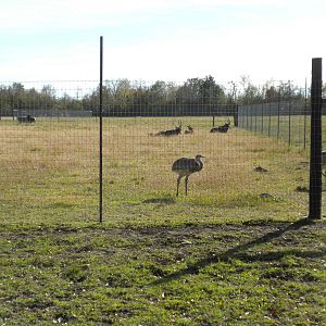 2010 - Greater Rhea and Sable Antelope