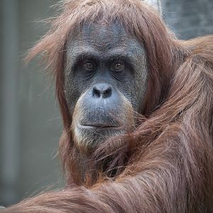 Sumatran Orang-Utan - 27/09/2012