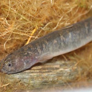 brown mudfish (Neochanna apoda)