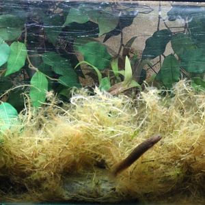 tank for brown mudfish (Neochanna apoda)