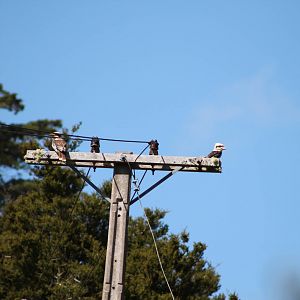common kookaburras (Dacelo novaeguineae)