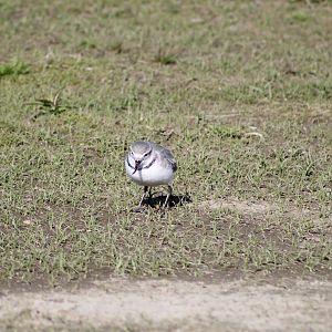 wrybill (Anarhynchus frontalis)