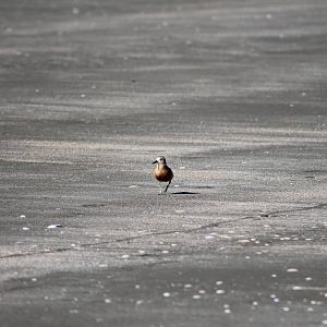 New Zealand dotterel (Charadrius obscurus)