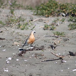 New Zealand dotterel (Charadrius obscurus)