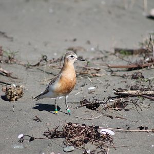 New Zealand dotterel (Charadrius obscurus)