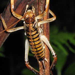 female Auckland tree weta (Hemideina thoracica)