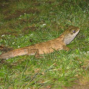 common tuatara (Sphenodon punctatus)