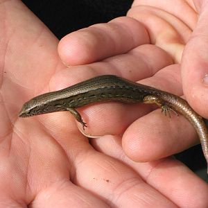 copper skink (Oligosoma aeneum)