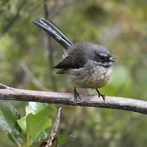 New Zealand fantail (Rhipidura fuliginosa placabilis)