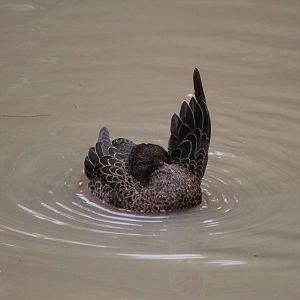 brown teal (Anas chlorotis)