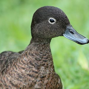 brown teal (Anas chlorotis)