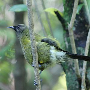 New Zealand bellbird (Anthornis melanura)