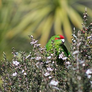 red-crowned kakariki (Cyanoramphus novaezelandiae)