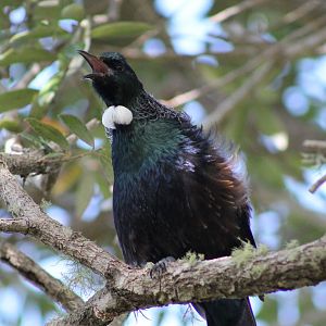 tui (Prosthemadera novaeseelandiae)