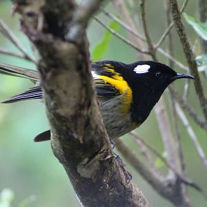 male stitchbird (Notiomystis cincta)