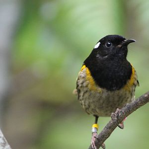 male stitchbird (Notiomystis cincta)