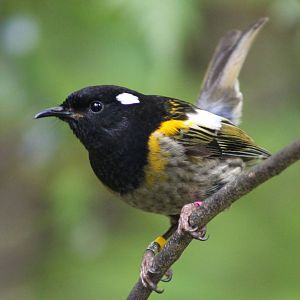 male stitchbird (Notiomystis cincta)