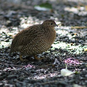brown quail (Coturnix [Synoicus] ypsilophora)