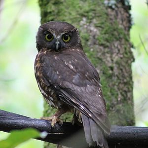 morepork (Ninox novaeseelandiae)