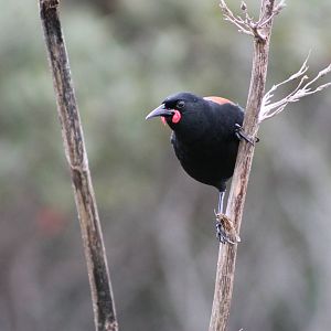 North Island saddleback (Philesturnus carunculatus rufusater)