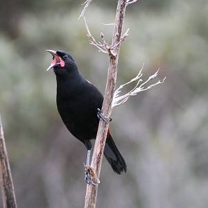 North Island saddleback (Philesturnus carunculatus rufusater)