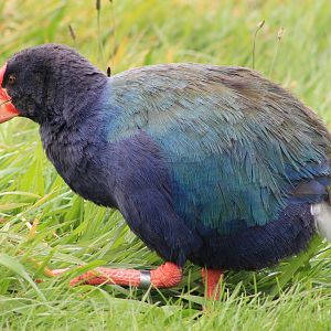 takahe (Porphyrio hochstetteri)